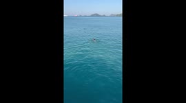 Hero sailors leap into sea to rescue drowning dog