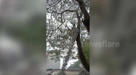 Fire officials rescue owl trapped on a tree in northern India