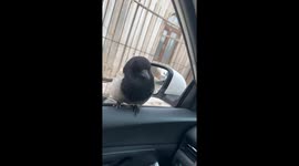 Driver records his friendly encounter with a magpie in China