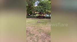 Smart monkey turns garden faucet knob to drink