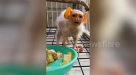 Monkey that looks like 'Lord of the Rings' character Gollum eats