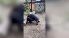 Mother gorilla wrestles with clingy baby