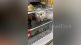Just chillin! Cat refuses to leave its spot inside refrigerator