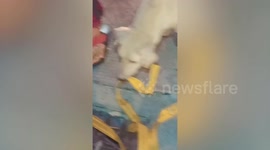 Mother stray dog stands by while rescuers save her puppies from drain