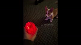 Adorable Corgi is scared of its new flying ball toy *Wholesomely Cute*