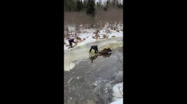 Canadian police officers painstakingly rescue moose from frozen river