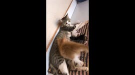 Crazy Kitten Wants Companions