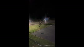 Kangaroo Tussle Turns Into Family Entertainment in Australia