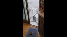 Mimic's Snow Day