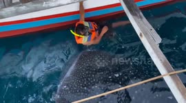 Swimmer has unforgettable, up-close encounter with whale shark