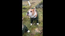 Beagle Brothers Wearing Cute Sweaters Embrace the Wind