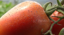 Fields of crops covered in ash from nearby erupting Mount Marapi