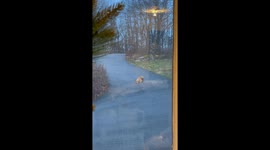 Figgy the Golden Retriever Plays Hide-and-Seek