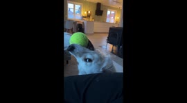 Molly the Derpy Golden Retriever Puppy Plays with Ball