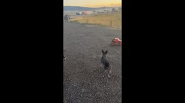 Car Herded By Heelers