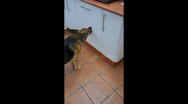 Clever Dog Asks For a Treat