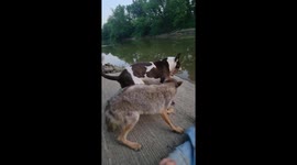 Weave the Coyote Grapples With Stray Dog