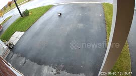 Hawk Attack Caught on Driveway Cam