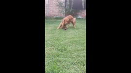 Dachshund Puppy Falls Into Hole
