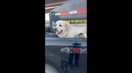 Who Let the Dogs Out