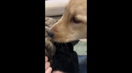 Dog tries to share a snack by pretending to lick cat's fur
