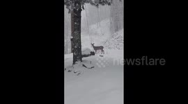 US: Winter Storm Brings Inches Of Snow To Western North Carolina