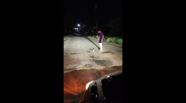 Kind driver gently moves away confused owl standing in road