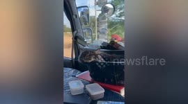 Sleepy cat rests inside basket on truck dashboard to join owner