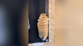 Chubby pug wearing shoes waddles on treadmill