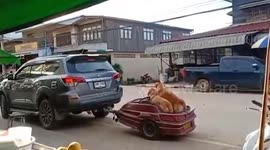 Golden Retrievers sit on trailer attached to car's back