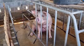 Swine feeler! Police hunt pervert who 'raped pregnant pig' in Thailand