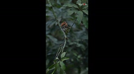 Paradise flycatcher brings feast for nest-bound offspring