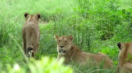 Foolhardy tourist risks it all by exiting safari vehicle to film lion pride in South Africa