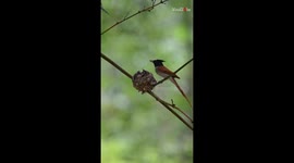 Female Bird of Paradise nurtures nest with culinary affection for her  chicks