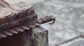 The emotional journey of a squirrel couple recorded by a wildlife photographer