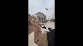 Pigeon Flies Alongside Owner While He Rides on Motorized Bike in China