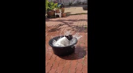 Pet dog enjoys a 'tornado bath' spinning round in water