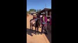 Pet French Bulldog rides on the back of donkey