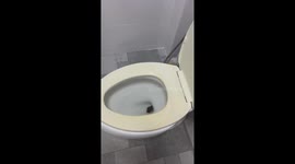 Huge python pokes its head out of family's toilet