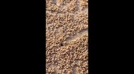 Tiny crab rolls dozens of sand balls on beach in southern Thailand