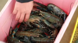 Rural areas in China's Xinjiang develop Australian freshwater crayfish farming