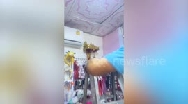 Three kittens rescued from shop's ceiling