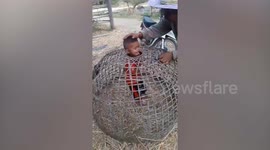 Boy cries as father helps free him from woven chicken dome cage