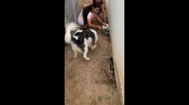Siberian Husky gets stuck in a very awkward position under home