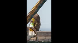 Monkey drinks cooking oil it steals from monks in Buddhist temple