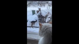 Monti the cat's surprising encounter with backyard deer in Orebro, Sweden