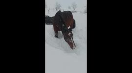 Winter elegance: horses revel in Bavarian snow, shake off the chill