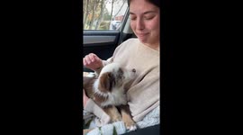 Canine connection: when your pup chooses you