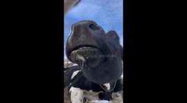 Cold-weather serenade: Hokkaido cow's musical breath creates misty symphony