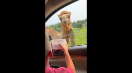 Safari surprise: 7-year-old Logan's hilarious camel feeding adventure